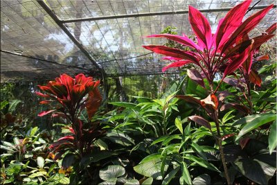 Tropical plants, Cairns B.G. 30.09.11.09.jpg