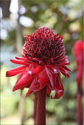 Tropical Plants of Far North Queensland - 2011 onwards