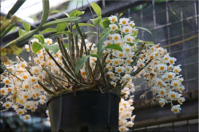 Tropical plants, Cairns B.G. 30.09.11.26.jpg