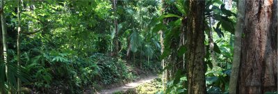 Logo for Cairns and Daintree garden photos 2011.jpg