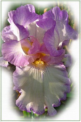 Bearded Iris