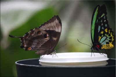Butterflies sharing the dish