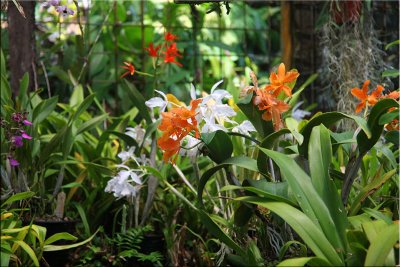 Orchid house, Flecker BG, Cairns 30.09.11.09.jpg