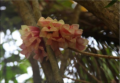 Tropical plants, Cairns B.G. 30.09.11.34set 2.jpg