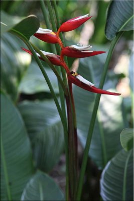 Tropical plants, Cairns B.G. 30.09.11.35 set 2.jpg