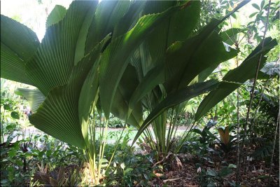 Tropical plants, Cairns B.G. 30.09.11.36 set 2.jpg