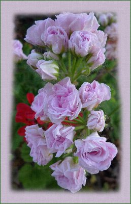 Rosebud zonal pelargoniums (geraniums)