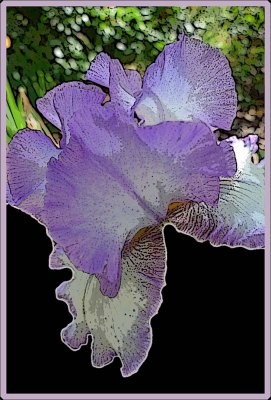 Iris