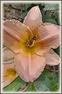 Daylily