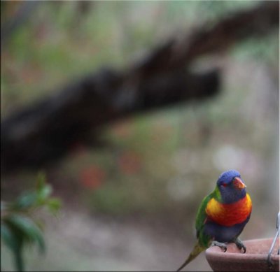 Rainbow lorikeet 12.12.11.04.jpg