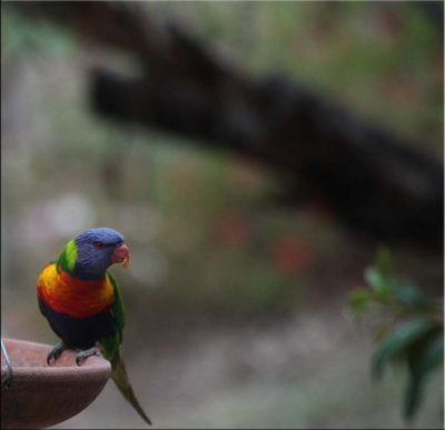 Rainbow lorikeet 12.12.11.03.jpg