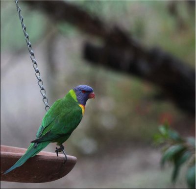 Rainbow lorikeet 12.12.11.02.jpg