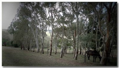 Row of eucalyptus