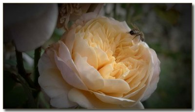Pinhole rose