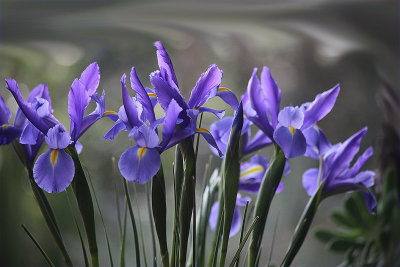 Blue iris