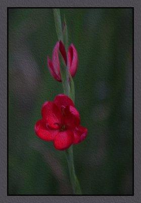 Red Kaffir Lily