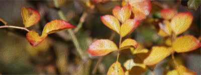 Autumn leaves 2012