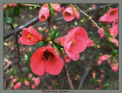 Flowering Quince