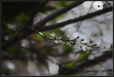 Plum blossom