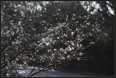 Plum blossom in the wind