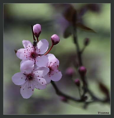 Ornamental Plum blossom