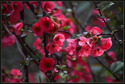 Ornamental Quince Blossom