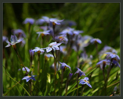 Blue star flowers