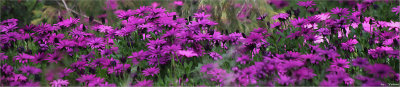Early Spring 2012