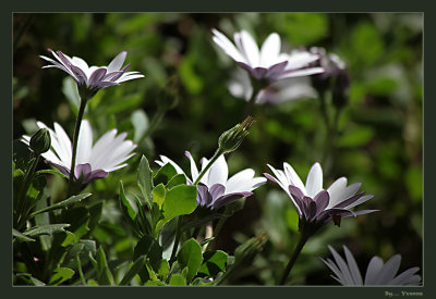 African Daisies