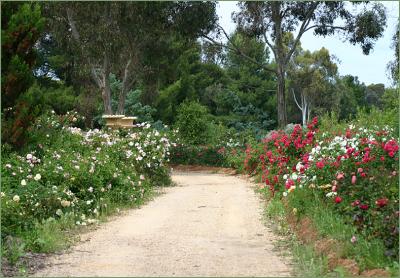 Chateau Barrosa - garden of 30,000 roses.