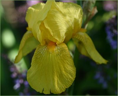 Bearded yellow iris