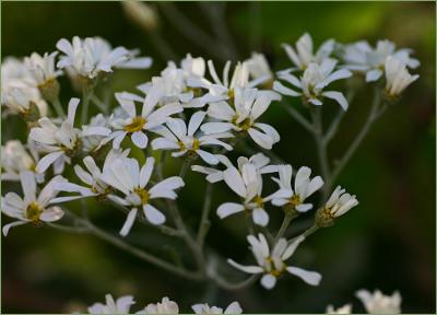 Daisy bush