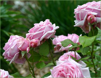 Heritage Rose Gardens in the Clare Valley GALLERY