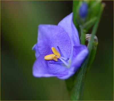 Native iris