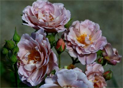 g4/49/99249/3/52320020.LavenderPinocchioinNovember1.jpg