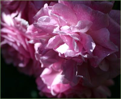 g4/49/99249/3/52320222.LavenderLassiewet.jpg