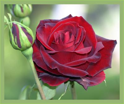 Red red rose....
