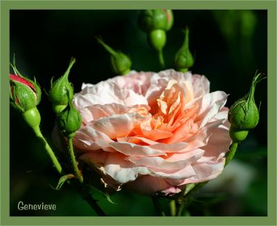 g4/49/99249/3/52496626.Genevieve1.jpg