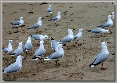 Silver Gulls at Horseshoe Bay