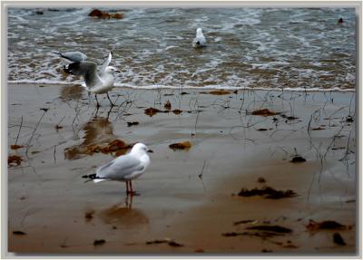 Silver Gulls at waters edge