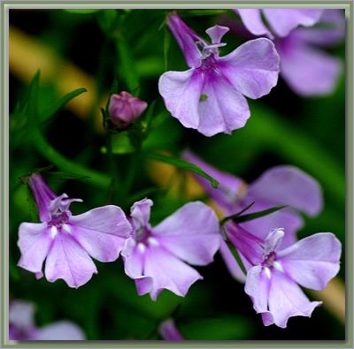 Lobelia