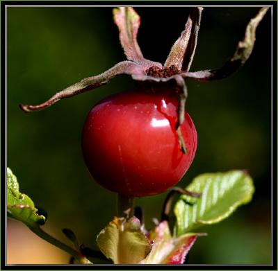 Rosehip in autumn