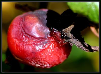 Rosehip in autumn