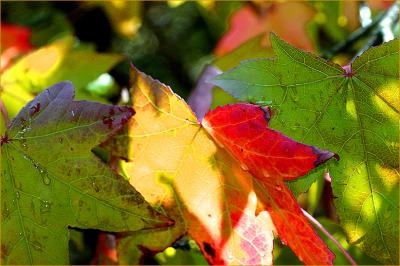 Sunlight on autumn leaves