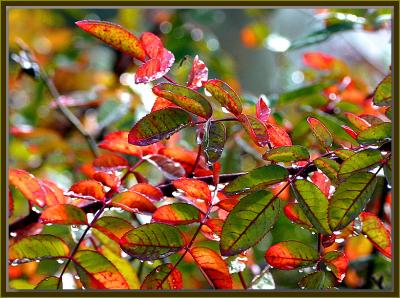 Autumn leaves in the rose garden