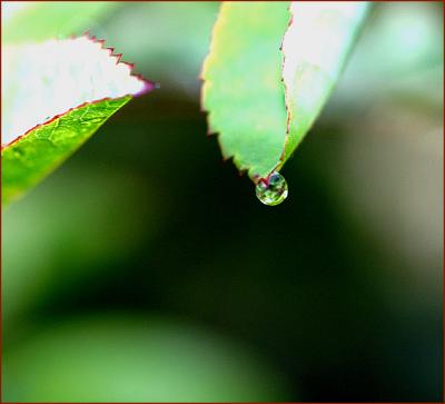 g4/49/99249/3/59601651.Rainontheleaves030506.3.jpg