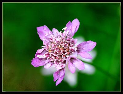 Wild Scabious