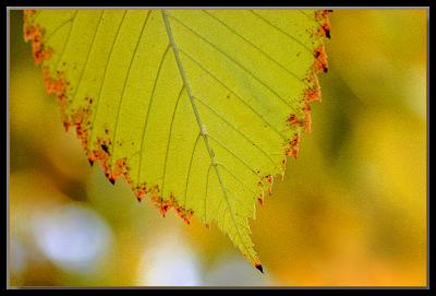 Elm leaves