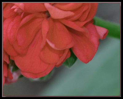 Double red pelargonium