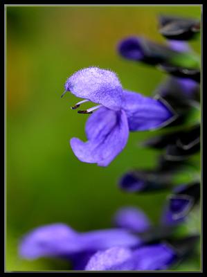 Salvia